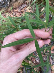 Crotalaria lanceolata