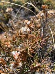 Dracophyllum recurvum