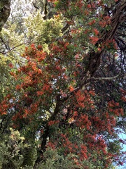 Peraxilla tetrapetala