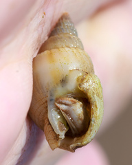 Nassarius algidus