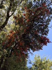 Peraxilla tetrapetala