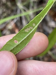 Hibiscus heterophyllus