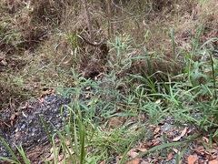 Crotalaria lanceolata