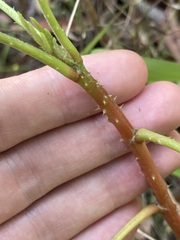 Hibiscus heterophyllus