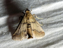 Actenia achromalis