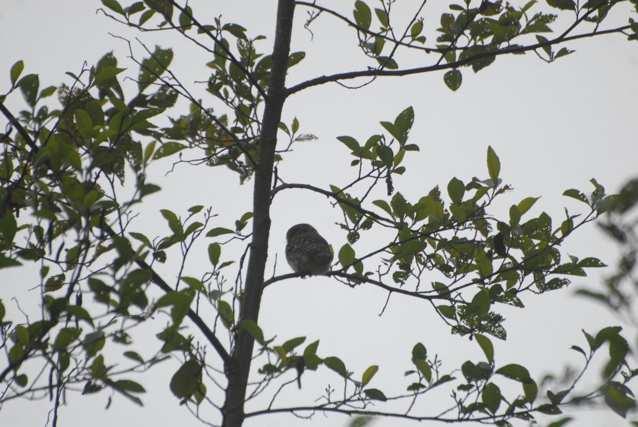 Glaucidium image