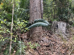 Lepidozamia peroffskyana