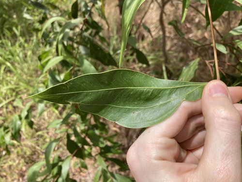 Image of Acacia binervata by (c) Thomas Mesaglio, some rights reserved (CC BY)