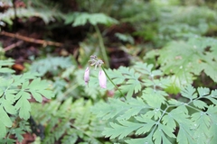 Dicentra formosa