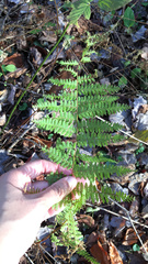 Dryopteris intermedia