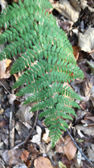 Dryopteris intermedia
