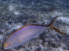 Caranx ruber