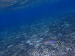 Caranx ruber