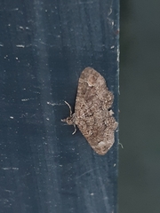 Pasiphilodes testulata