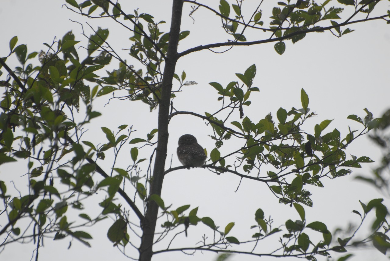 Glaucidium peruanum image