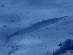 Tylosurus crocodilus