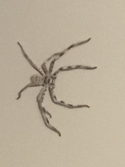 Holconia murrayensis