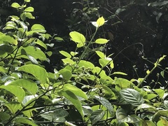 Heliotropium sarmentosum