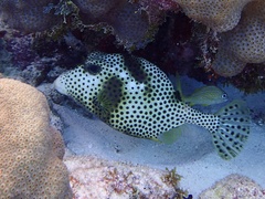 Lactophrys bicaudalis