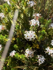 Pimelea