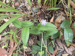 Tripladenia cunninghamii