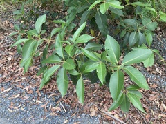 Lophostemon confertus