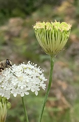 Trachymene composita composita