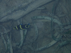 Pomacanthus arcuatus
