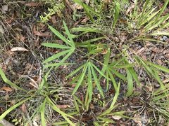 Hibiscus heterophyllus