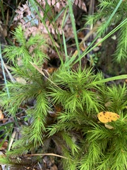 Dendroligotrichum tongariroense