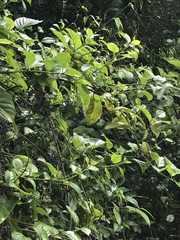 Heliotropium sarmentosum