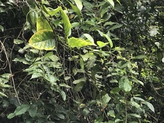 Heliotropium sarmentosum