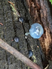 Mycena interrupta