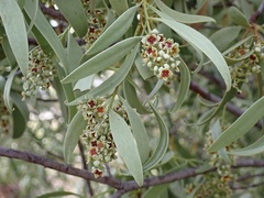 Santalum acuminatum