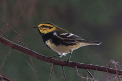 Setophaga townsendi × virens