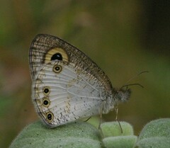 Ypthima ceylonica