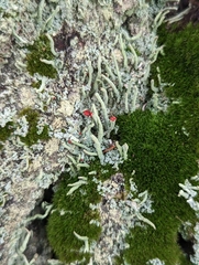 Cladonia macilenta