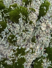 Cladonia macilenta