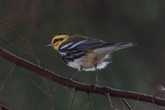 Setophaga townsendi × virens