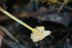 Mycena acicula