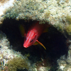 Sargocentron spiniferum