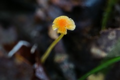 Mycena acicula