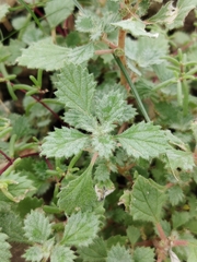 Forsskaolea tenacissima