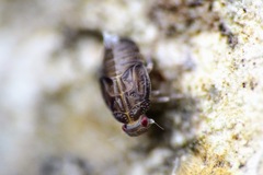 Achilidae