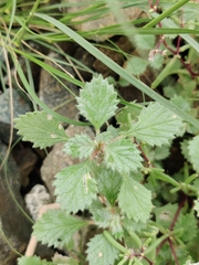 Forsskaolea tenacissima