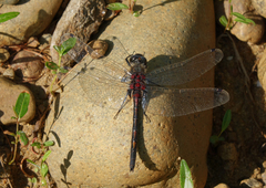 Leucorrhinia intermedia