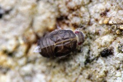 Achilidae