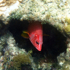 Sargocentron spiniferum