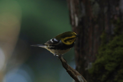 Setophaga townsendi × virens