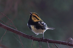 Setophaga townsendi × virens